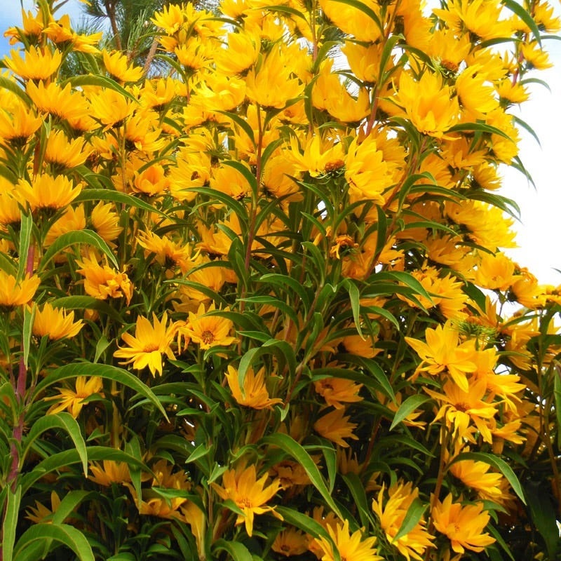 Yellow Helianthus maximiliana Santa Fe, Helianthus maximiliana Santa Fe, Maximilian's Sunflower