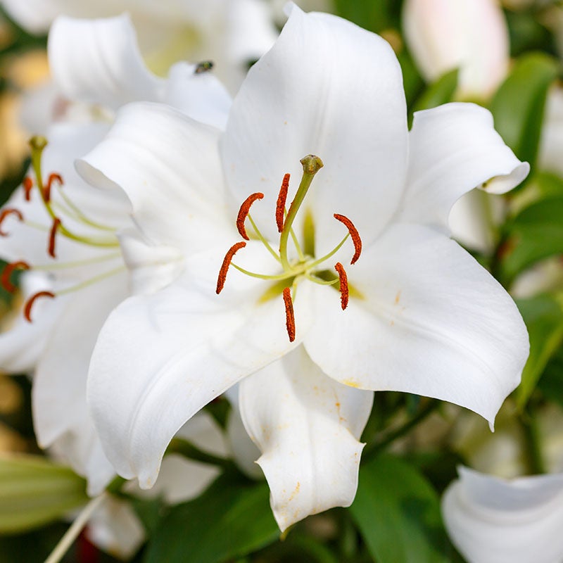 Big News Oriental Lily, Lilium Big News