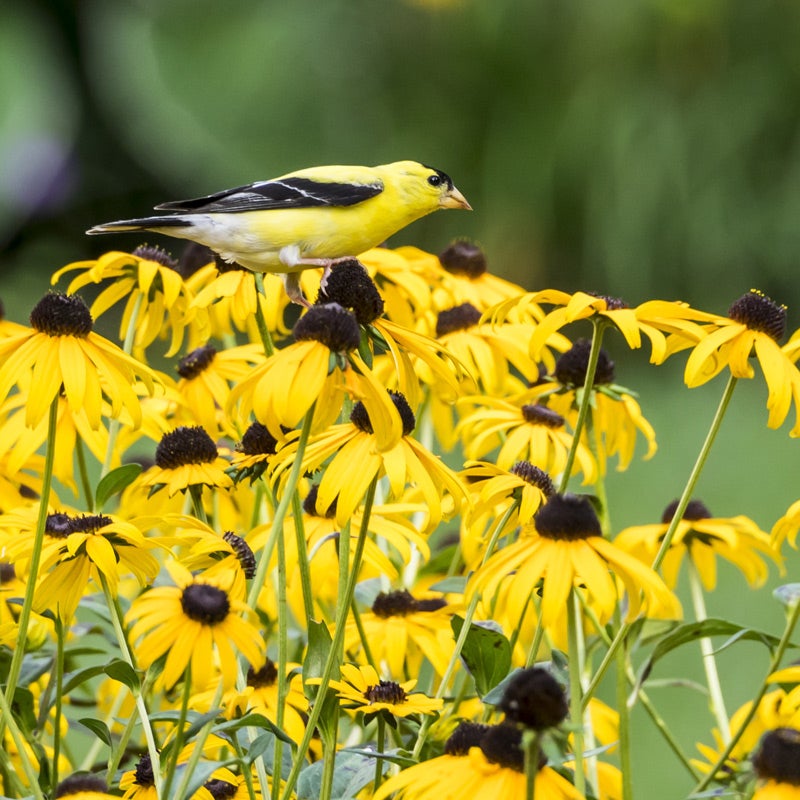 Yellow Rudbeckia fulgida Goldsturm, Rudbeckia fulgida Goldsturm, Black Eyed Susan