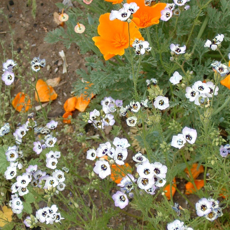 Blue Eyes Gillia, Western Xeriscape Wildflower Seed Mix