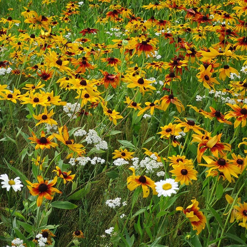 Black-eyed susan, gloriosa daisy, yarrow