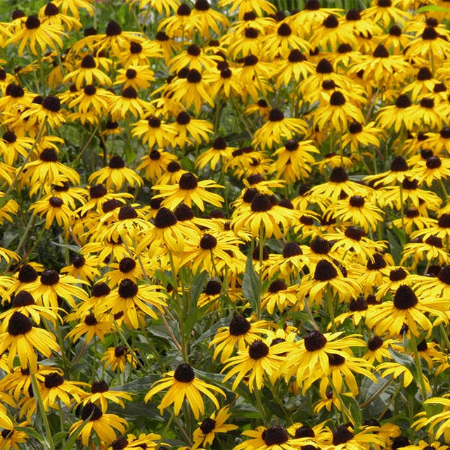 Black Eyed Susan Seeds (Rudbeckia)