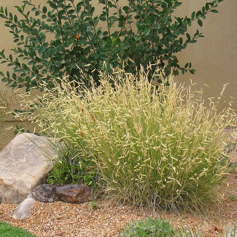 Blonde Ambition Blue Grama Grass (Bouteloua gracilis 'Blonde Ambition' PP#22,048)
