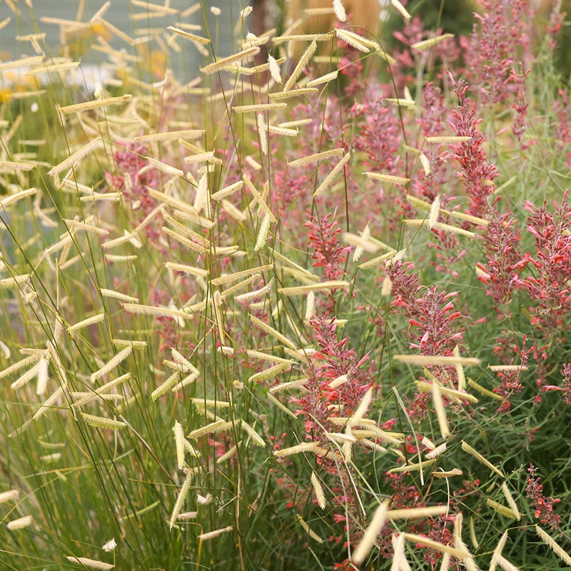 Blonde Ambition Blue Grama Grass (Bouteloua gracilis 'Blonde Ambition' PP#22,048)
