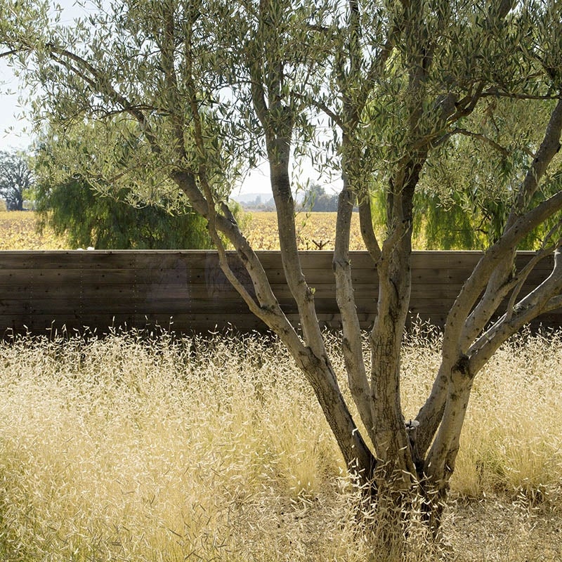 Blonde Ambition Blue Grama Grass (Bouteloua gracilis 'Blonde Ambition' PP#22,048)