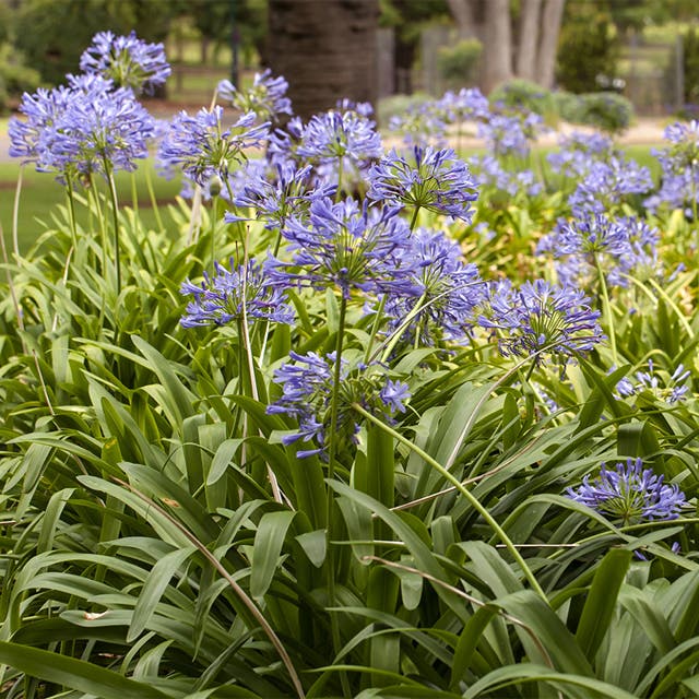 Lily Of The Nile (Agapanthus)