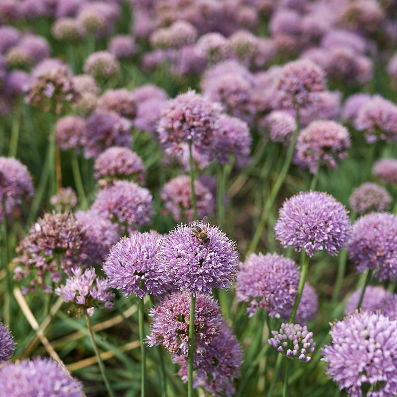 Blue Eddy Allium (Allium senescens 'Blue Eddy')
