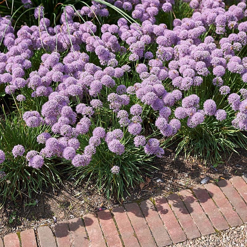 Blue Eddy Allium (Allium senescens 'Blue Eddy')
