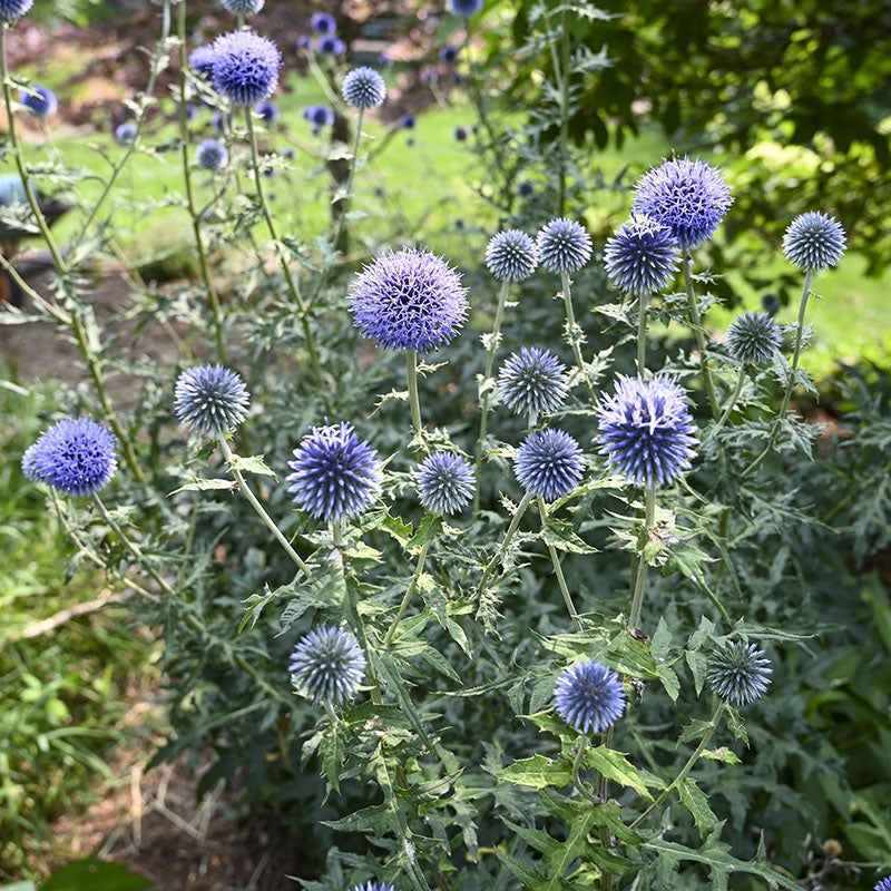 Blue Glow Echinops (Echinops bannaticus 'Blue Glow')