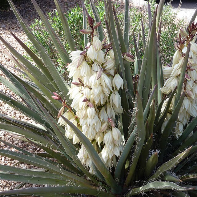 Blue-Leaf Banana Yucca