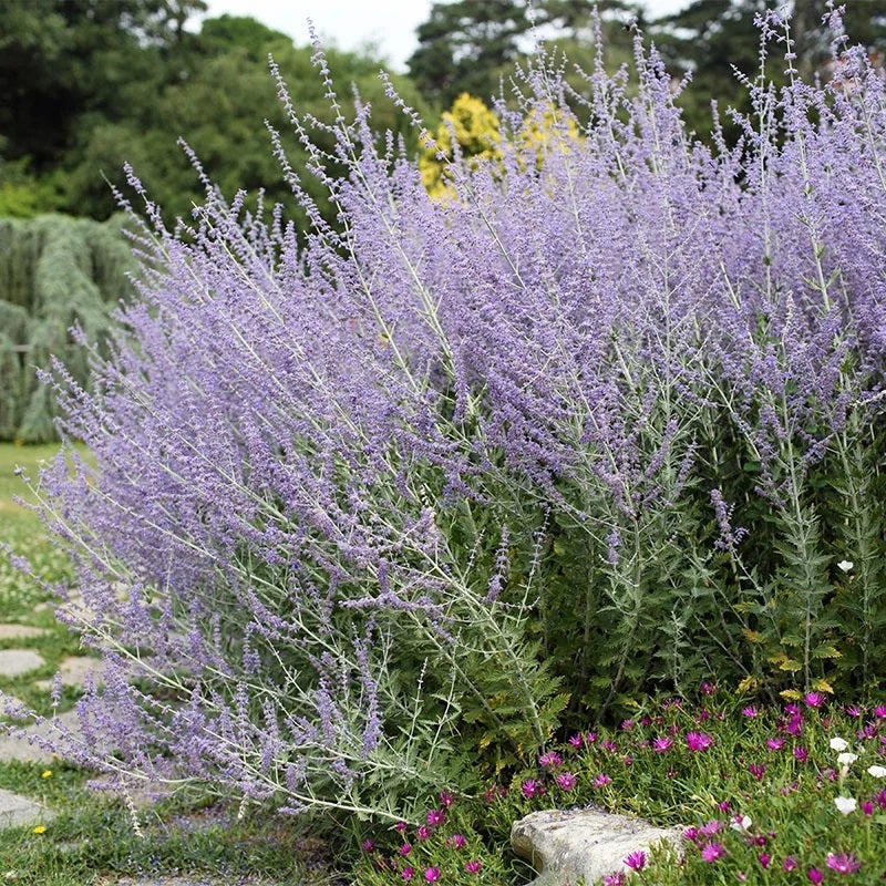 Blue Spire Russian Sage (Perovskia 'Blue Spire')