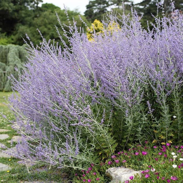 Blue Spire Russian Sage