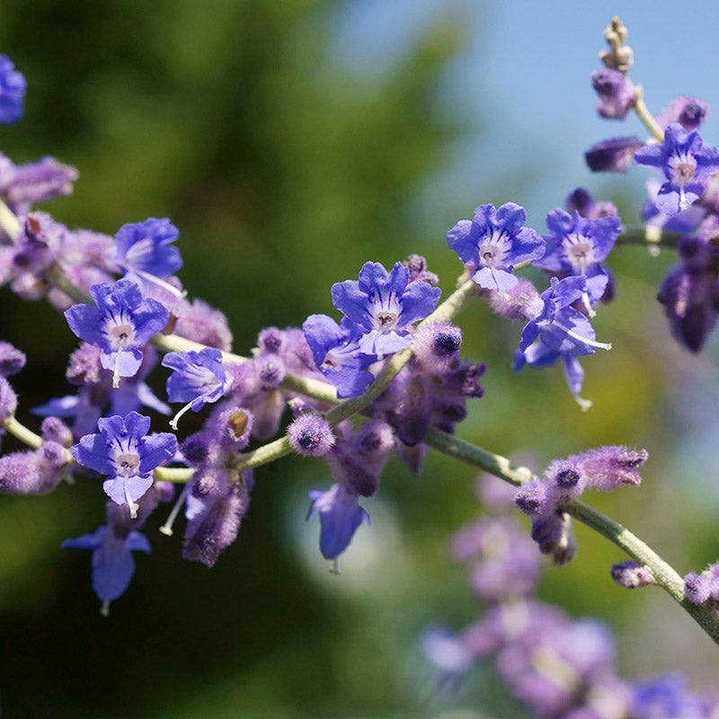 Blue Spire Russian Sage (Perovskia 'Blue Spire')