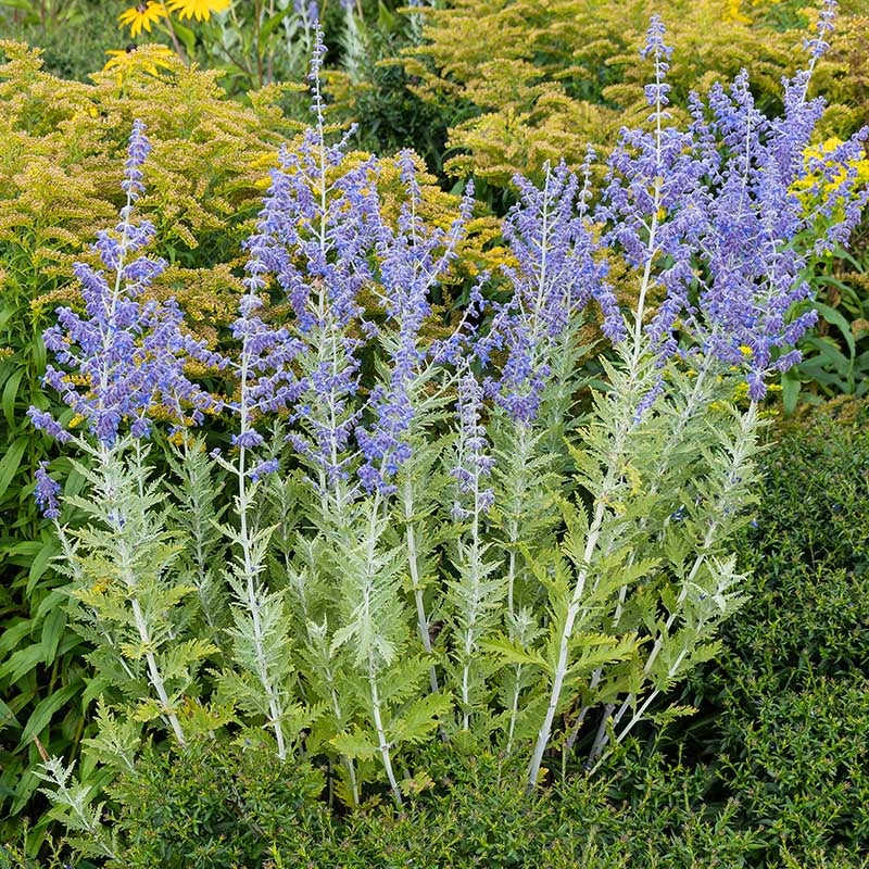 Blue Spire Russian Sage (Perovskia 'Blue Spire')