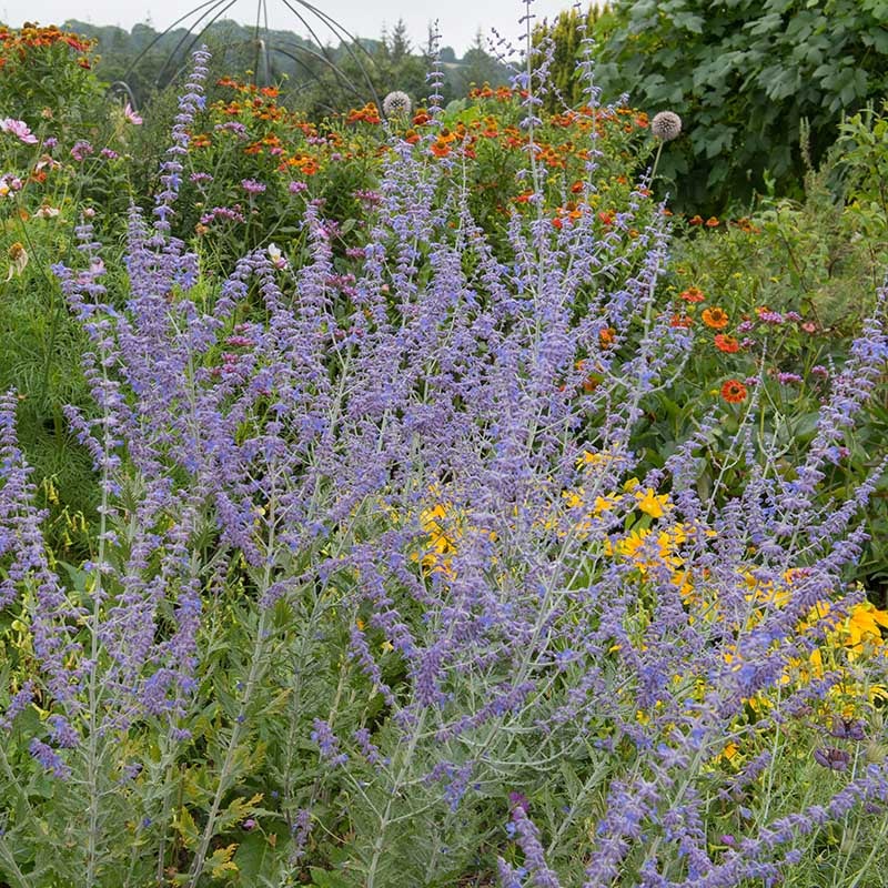 Blue Spire Russian Sage (Perovskia 'Blue Spire')