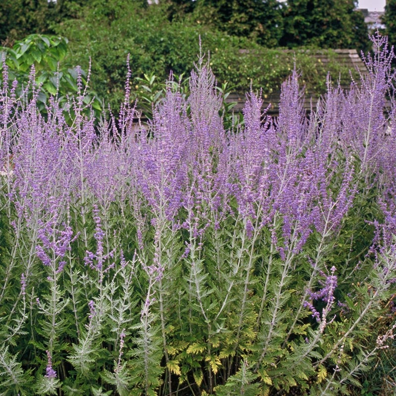 Blue Spire Russian Sage (Perovskia 'Blue Spire')