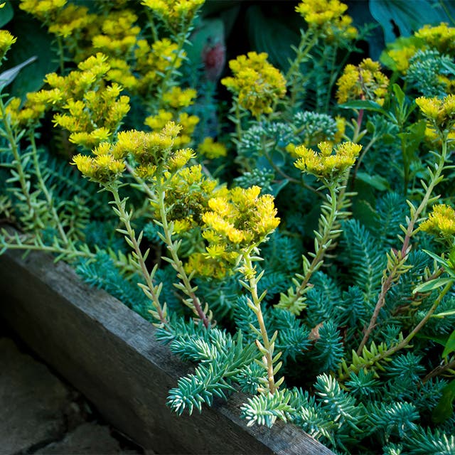 Blue Spruce Sedum