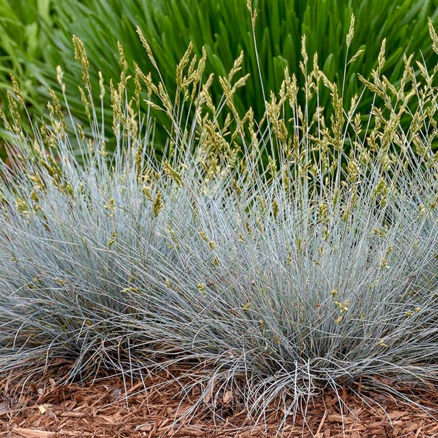 Blue Whiskers Fescue Grass