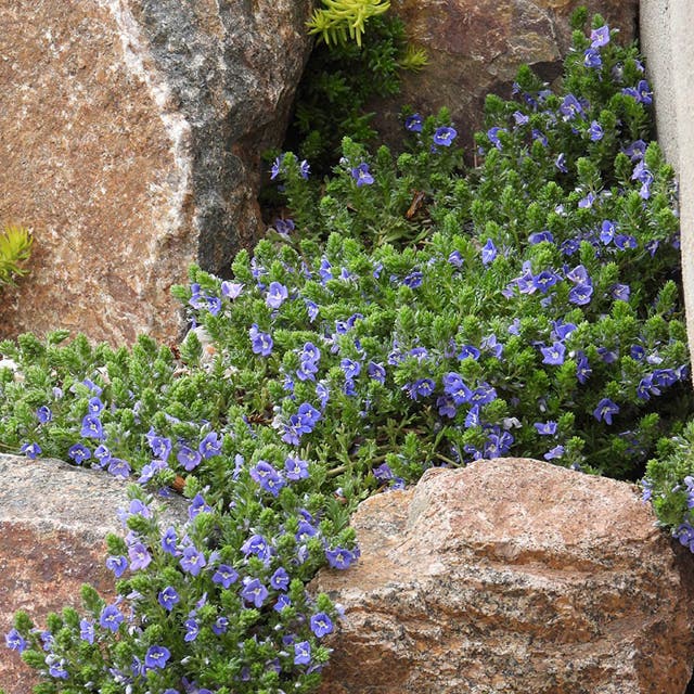 Blue Woolly Veronica