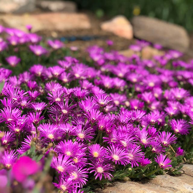 Blut Ice Plant