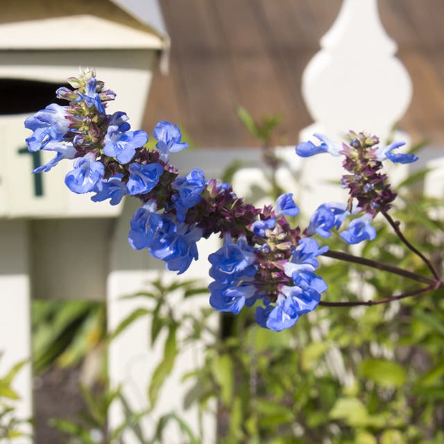 Blue Spike Salvia