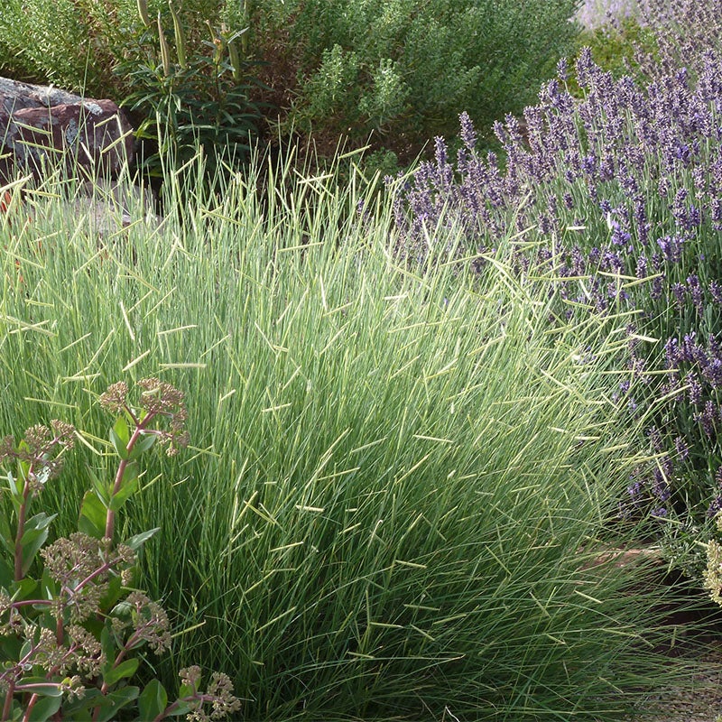 Blonde Ambition Blue Grama Grass (Bouteloua gracilis 'Blonde Ambition' PP#22,048)