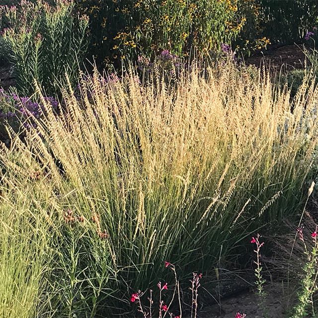 Sideoats Grama Grass