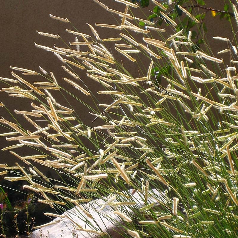 Blonde Ambition Blue Grama Grass (Bouteloua gracilis 'Blonde Ambition' PP#22,048)