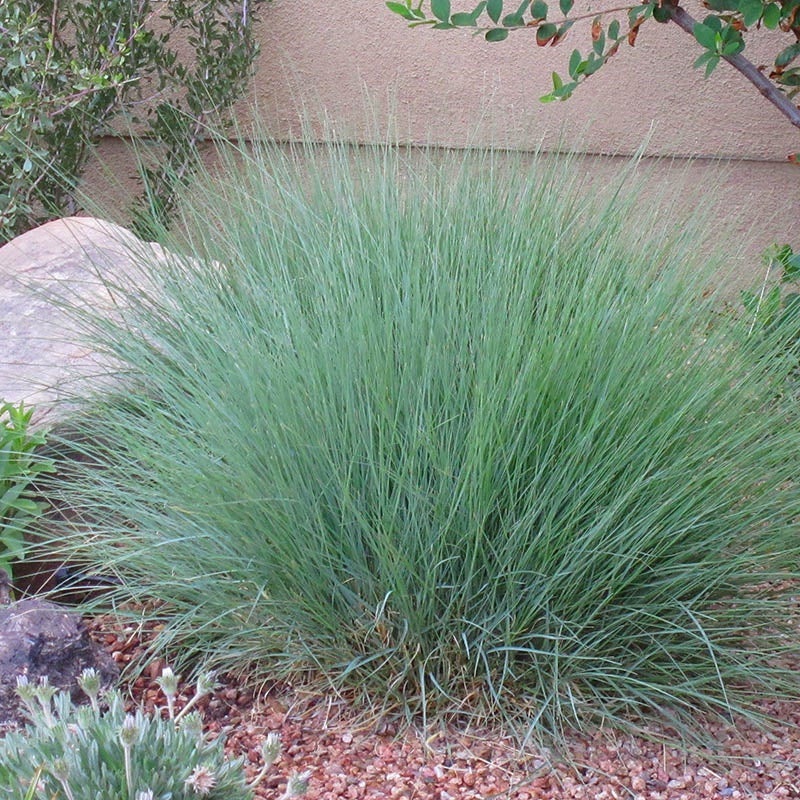 Blonde Ambition Blue Grama Grass (Bouteloua gracilis 'Blonde Ambition' PP#22,048)