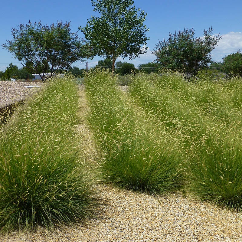 Blonde Ambition Blue Grama Grass (Bouteloua gracilis 'Blonde Ambition' PP#22,048)