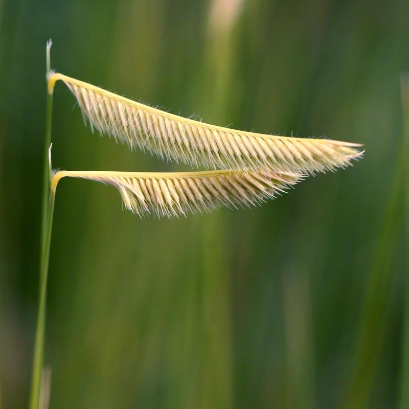 Blonde Ambition Blue Grama Grass (Bouteloua gracilis 'Blonde Ambition' PP#22,048) seed head