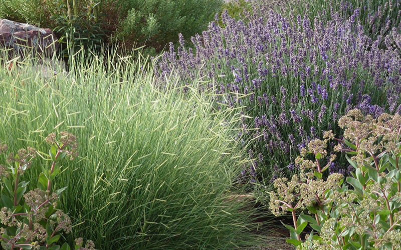 Bouteloua gracilis 'Blonde Ambition', English lavender and Sedum