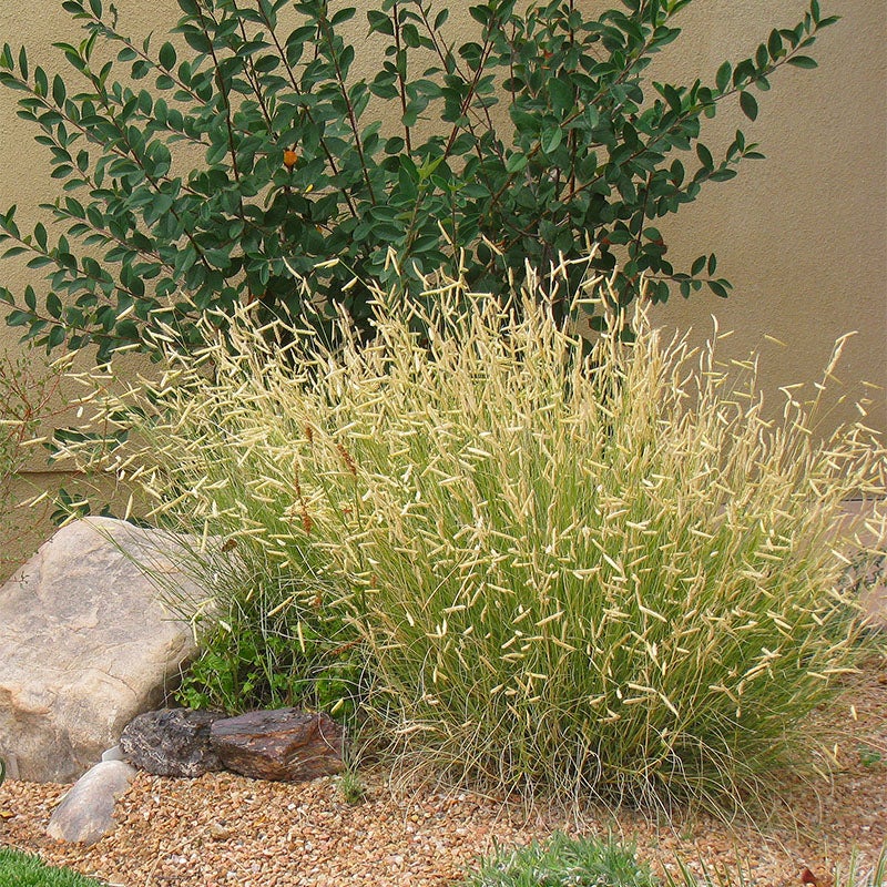 Blonde Ambition Blue Grama Grass (Bouteloua gracilis 'Blonde Ambition' PP#22,048)