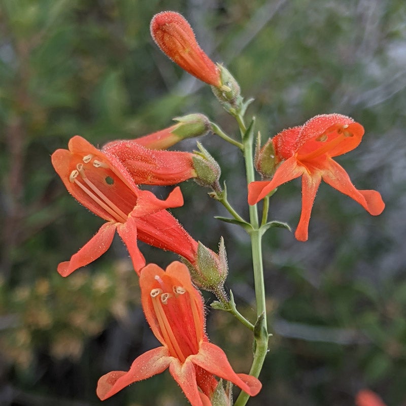 Bridges' Penstemon (Penstemon rostriflorus 'Bridges')
