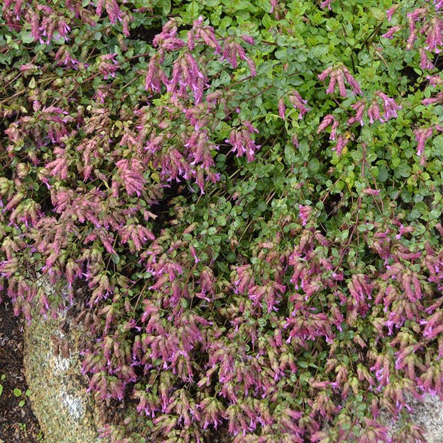 Bristol Cross Oregano