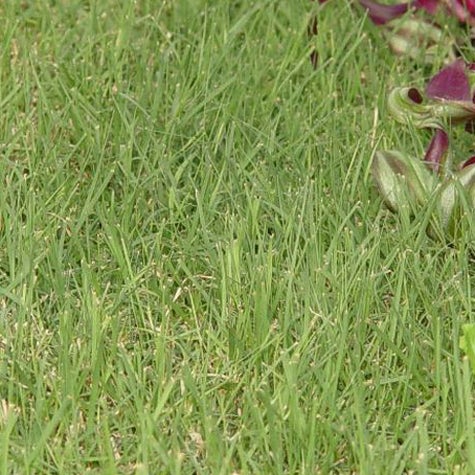 Buchloe dactyloides Prestige, Buchloe dactyloides Prestige Plugs, Prestige Buffalo Grass Plugs for South and Southeast