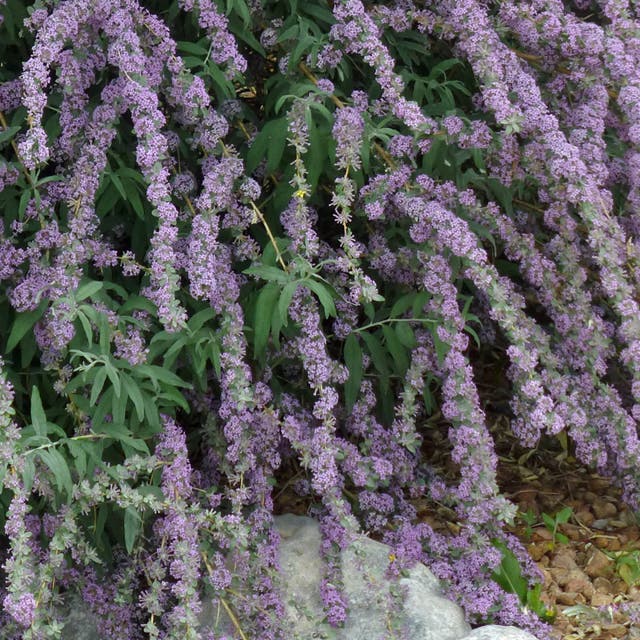 Silver Fountain Butterfly Bush