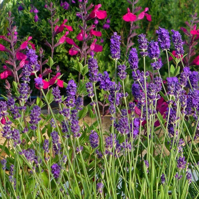 Buena Vista English Lavender