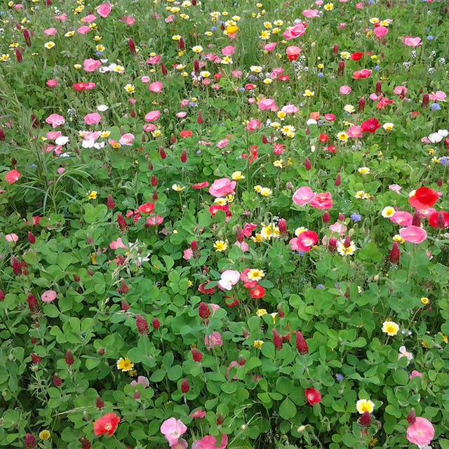 Butterfly and Hummingbird Wildflower Seed Mix