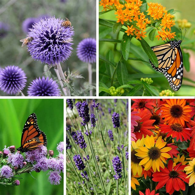 Butterfly & Bee-Friendly Collection For The West