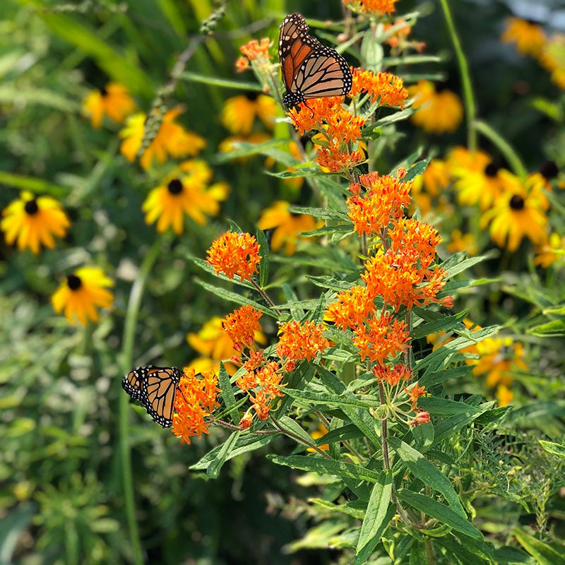 asclepias tuberosa, rudbeckia, black eyed susan, butterfly weed, butterflies