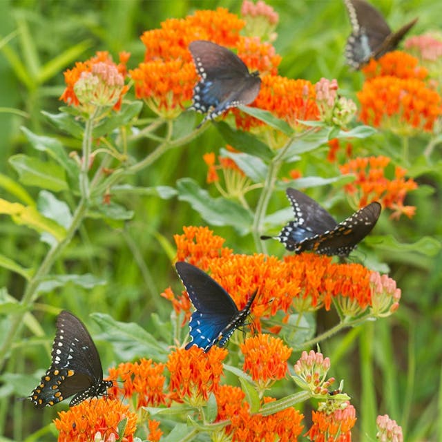 Butterfly Weed