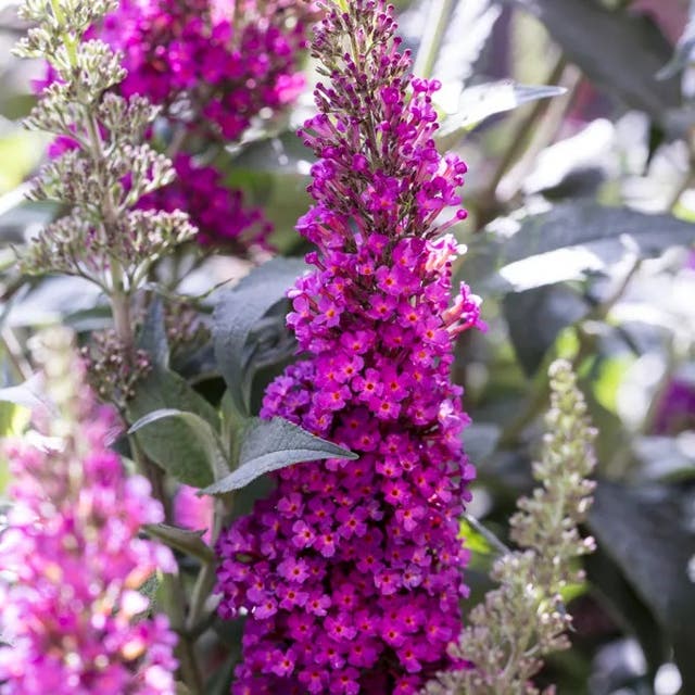 Buzz® Hot Raspberry Butterfly Bush (Buddleia)