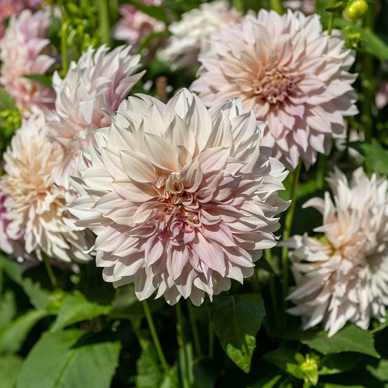 Café au Lait Dinnerplate Dahlia Flower