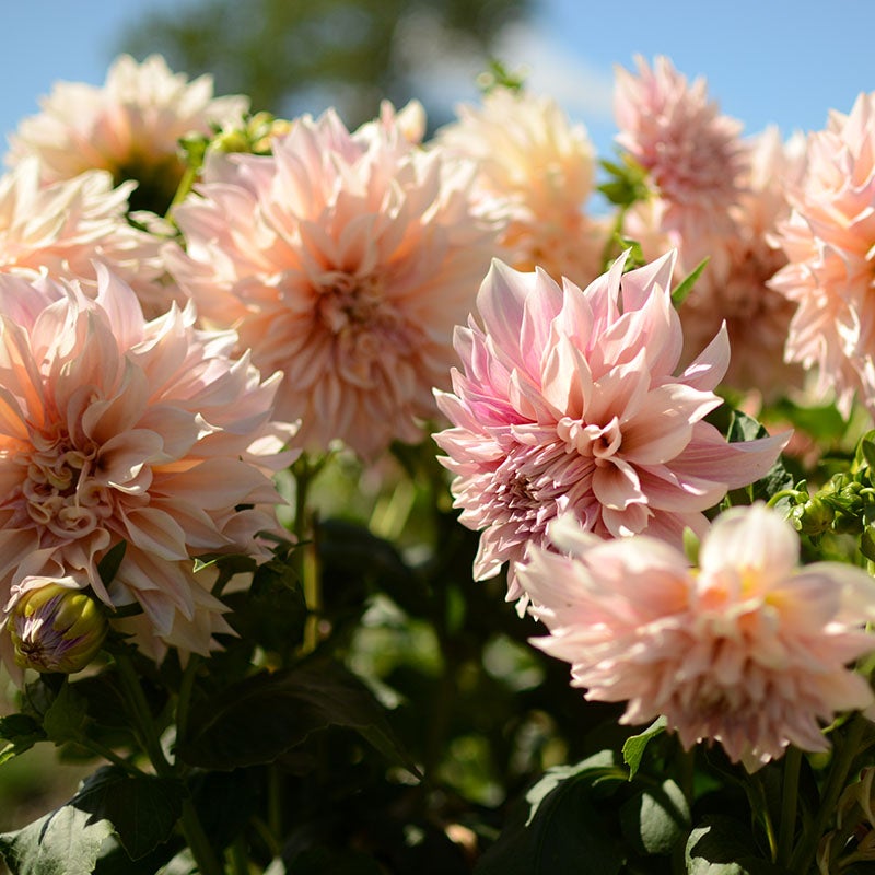 Café au Lait Dinnerplate Dahlia Flower