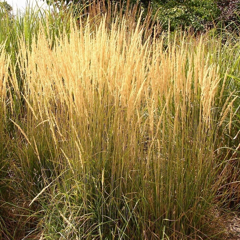 Karl Foerster Feather Reed Grass (Calamagrostis acutiflora Karl Foerster)