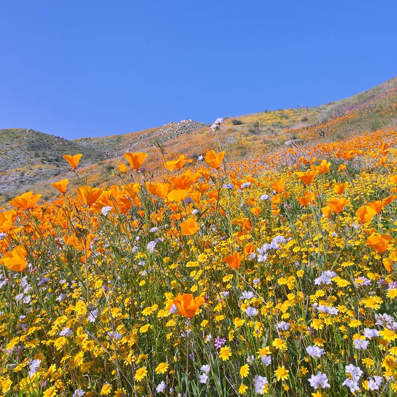 California Poppy and Desert Marigold growing in meadow, Western Xeriscape Wildflower Seed Mix