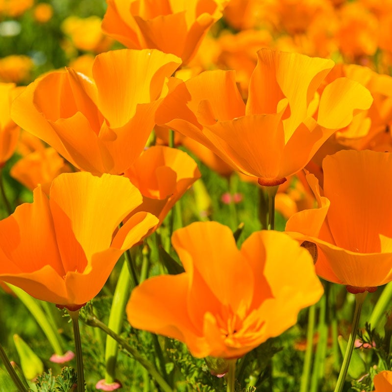 Eschscholzia californica Seeds,  California Poppy Seeds