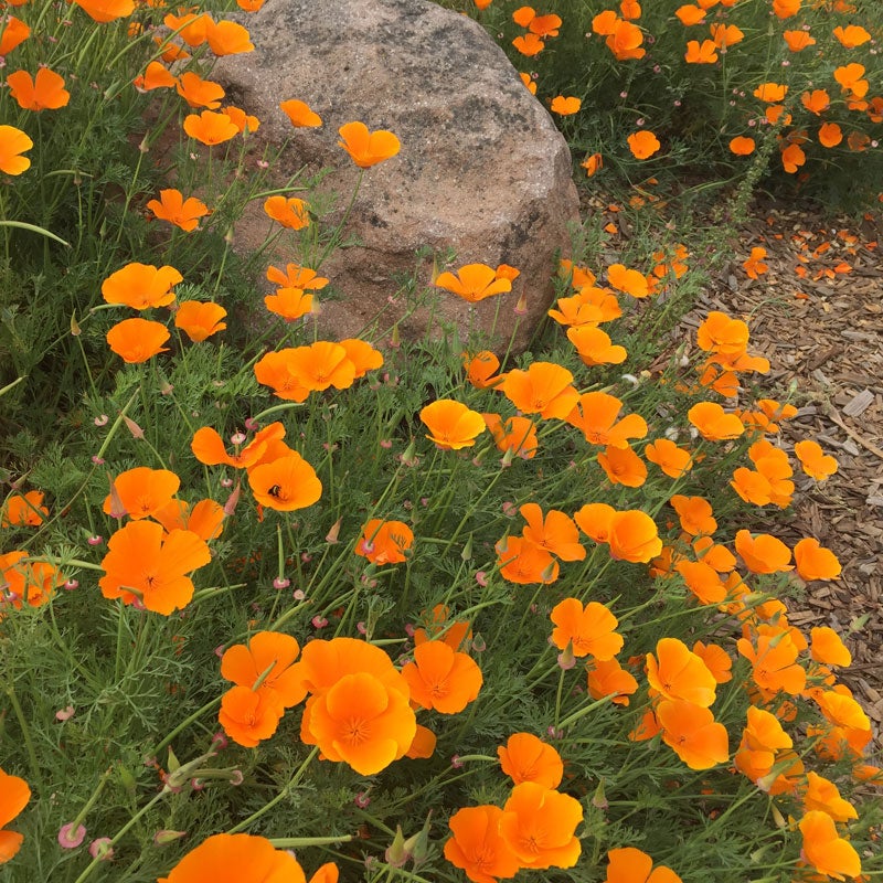 Eschscholzia californica Seeds,  California Poppy Seeds