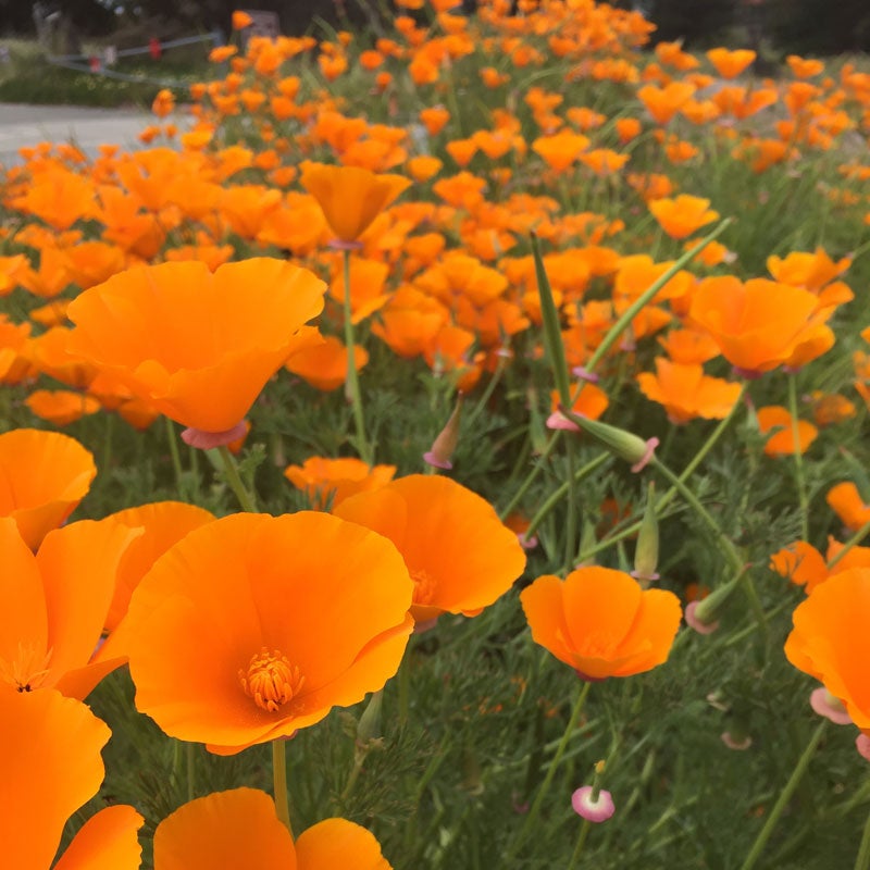 Eschscholzia californica Seeds,  California Poppy Seeds